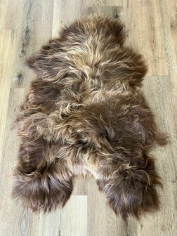 Hazelnoot beige IJslander met prachtige lange blonde lokken 128x78 
