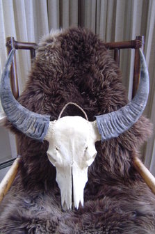 Buffel Skull S5S12