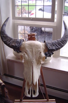 Buffel Skull S5S12