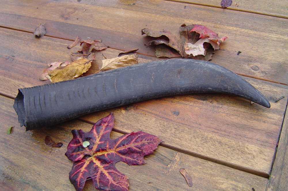 B257, Buffelhoorn, hoorn waterbuffel, lengte 48cm