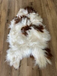 Grote IJslander boerenbond de hoofdkleur is wit met mooie kastanjebruine accenten XXXL 140x90