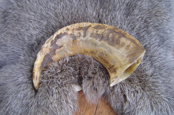 Landelijke ramshoorn, R1